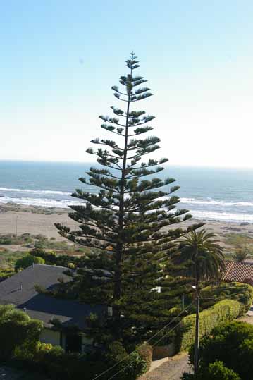 habito